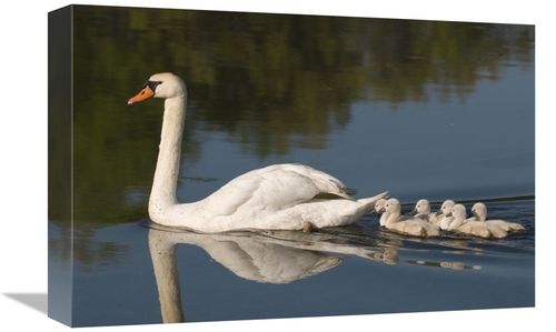 Global Gallery GCS-397392-1218-142 12 x 18 in. Mute Swan with Cygnets&