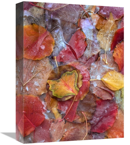 Global Gallery GCS-452091-1216-142 12 x 16 in. Fallen Autumn Colored A