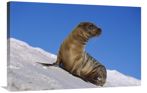 Global Gallery GCS-451838-2436-142 24 x 36 in. Galapagos Sea Lion Pup&