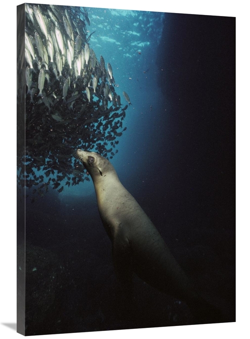 24 x 36 in. Galapagos Sea Lion Pup Fishing Amid School of Striped Snap