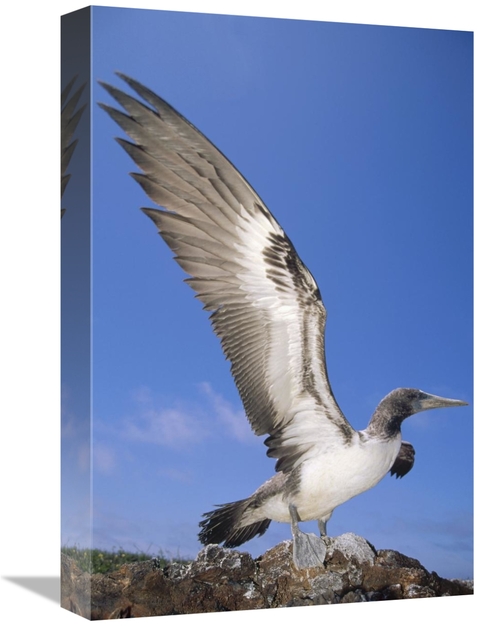 Global Gallery GCS-451294-1218-142 12 x 18 in. Masked Booby Fledgling 