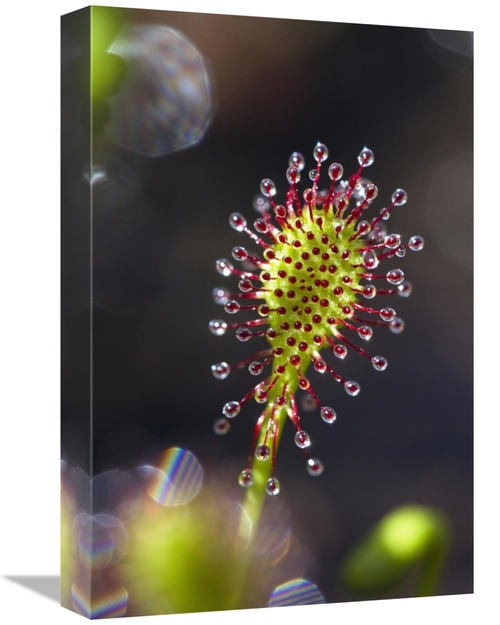 Global Gallery GCS-398519-1218-142 12 x 18 in. Oblong-Leaved Sundew wi