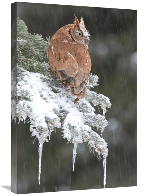 Global Gallery GCS-397408-2030-142 20 x 30 in. Eastern Screech Owl Red