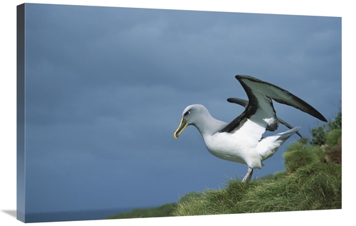 Global Gallery GCS-451663-2436-142 24 x 36 in. Bullers Albatross Sprea
