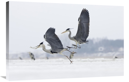 Global Gallery GCS-452617-2436-142 24 x 36 in. Grey Heron Pair Fightin