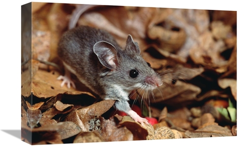 Global Gallery GCS-452876-1218-142 12 x 18 in. Deer Mouse, North &