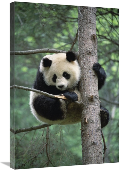 Global Gallery GCS-395740-2030-142 20 x 30 in. Giant Panda in Tree Art