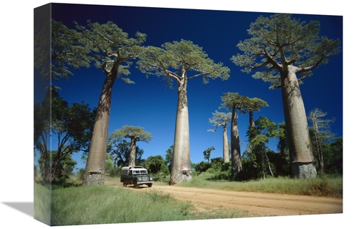 Global Gallery GCS-452653-1216-142 12 x 16 in. Grandidiers Baobab Tree