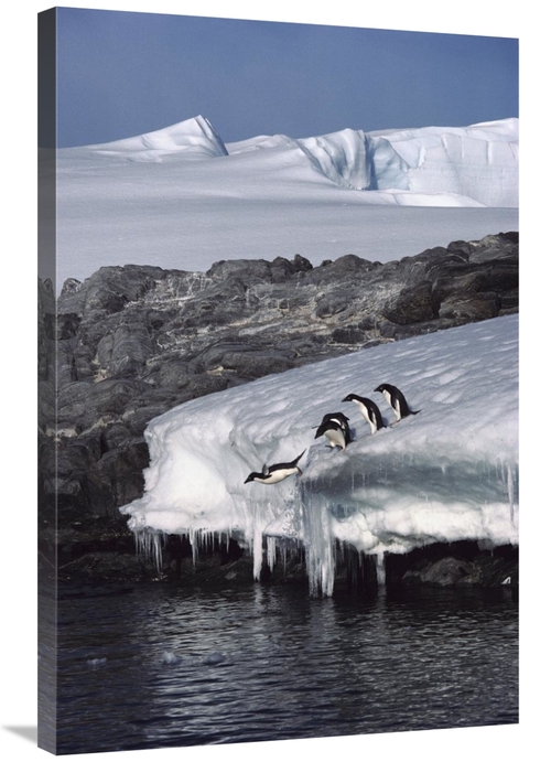 Global Gallery GCS-453394-2436-142 24 x 36 in. Five Adelie Penguins Di