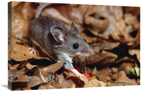 Global Gallery GCS-452876-2030-142 20 x 30 in. Deer Mouse, North &