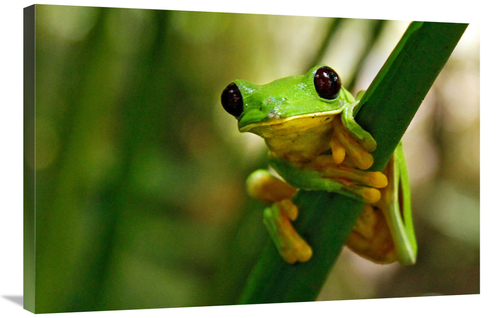 Global Gallery GCS-486636-36-142 36 in. Hang On Art Print - Vic Schend