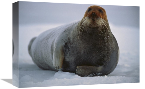 Global Gallery GCS-450931-1218-142 12 x 18 in. Bearded Seal Dyed Red F