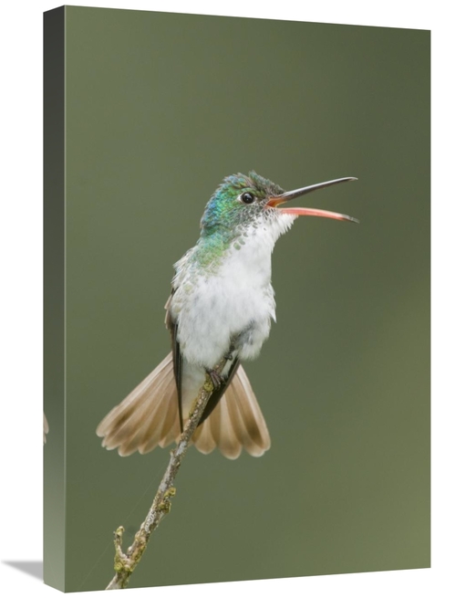 Global Gallery GCS-397321-1624-142 16 x 24 in. Andean Emerald Hummingb