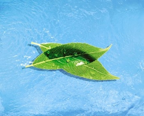 Panoramic Images PPI117895 Two crossed green leaves floating in shallo