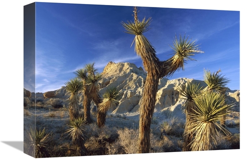Global Gallery GCS-396430-1216-142 12 x 16 in. Joshua Trees in Red Roc