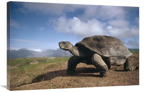 Global Gallery GCS-451325-2436-142 24 x 36 in. Galapagos Giant Tortois