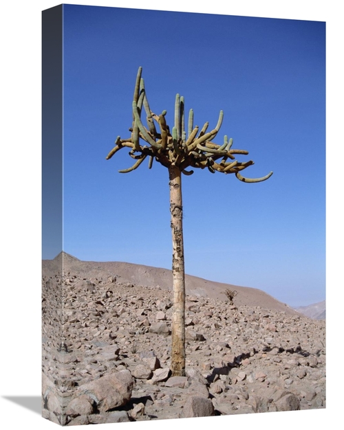 Global Gallery GCS-451462-1218-142 12 x 18 in. Candelabra Cactus, 