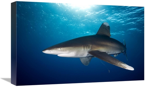Global Gallery GCS-398222-22-142 22 in. Oceanic White-Tip Shark Close 