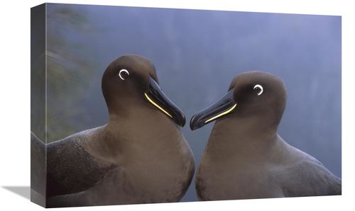 Global Gallery GCS-451797-1218-142 12 x 18 in. Sooty Albatross, Go