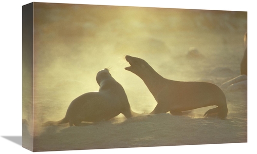 Global Gallery GCS-451137-1218-142 12 x 18 in. Galapagos Sea Lion Pups