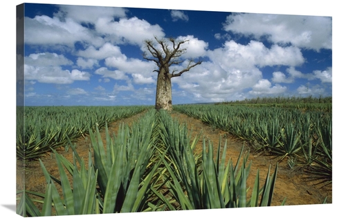 Global Gallery GCS-452649-2436-142 24 x 36 in. Baobab Tree Standing Al