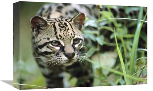 Global Gallery GCS-396129-1218-142 12 x 18 in. Ocelot Portrait, Be