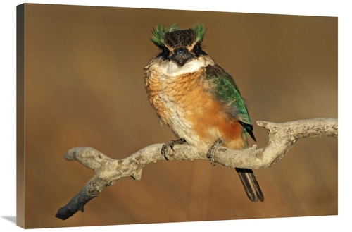 Global Gallery GCS-397462-2436-142 24 x 36 in. Sacred Kingfisher, 