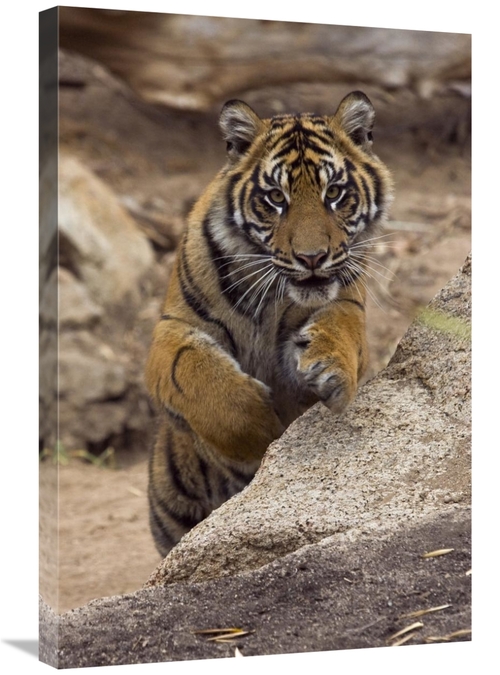 Global Gallery GCS-450922-2030-142 20 x 30 in. Sumatran Tiger Cub Jump