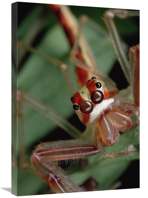 Global Gallery GCS-450718-2030-142 20 x 30 in. Wide-Jawed VIciria Port