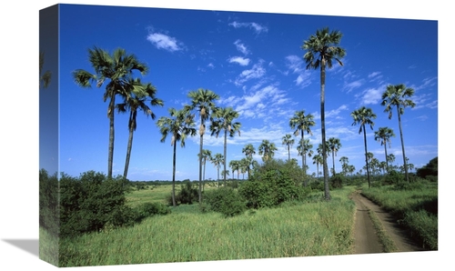 Global Gallery GCS-452549-1218-142 12 x 18 in. Borassus Palm Along Dir