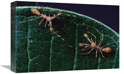 12 x 18 in. Kerengga Ant-Like Jumper Males Fighting, Sri Lanka Art