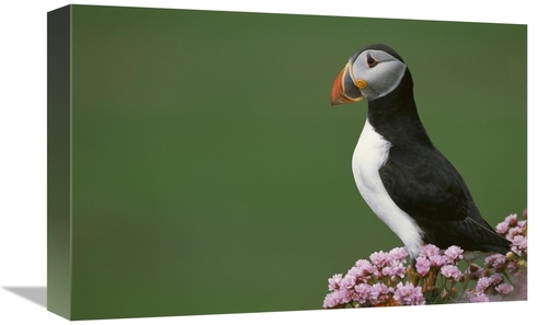 Global Gallery GCS-451751-1218-142 12 x 18 in. Atlantic Puffin on Clif