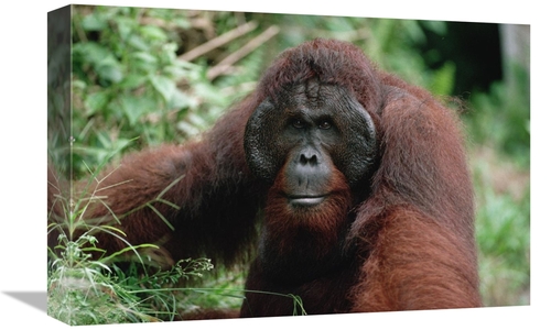 Global Gallery GCS-452478-1218-142 12 x 18 in. Orangutan Old Male,