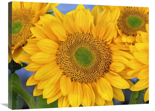 Global Gallery GCS-396748-2432-142 24 x 32 in. Common Sunflower Group 
