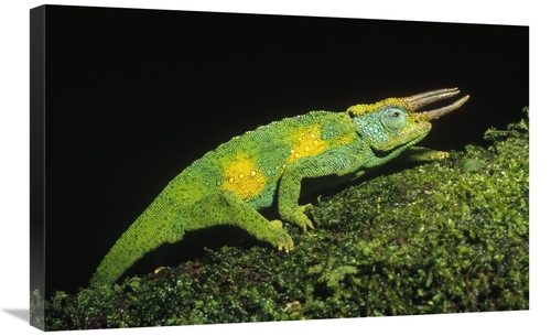 Global Gallery GCS-452346-2030-142 20 x 30 in. Jacksons Chameleon Clim