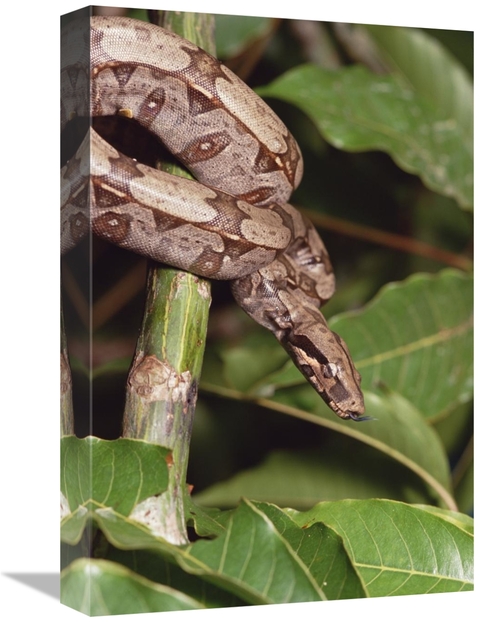 Global Gallery GCS-452738-1218-142 12 x 18 in. Boa Constrictor Coiled 