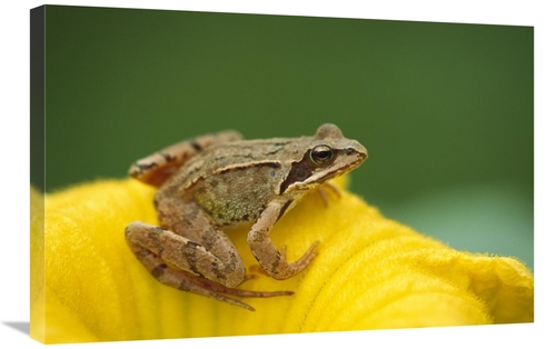 Global Gallery GCS-452570-2030-142 20 x 30 in. Agile Frog on Flower&#4