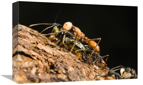 Global Gallery GCS-452688-1218-142 12 x 18 in. Army Ant Carrying Crick