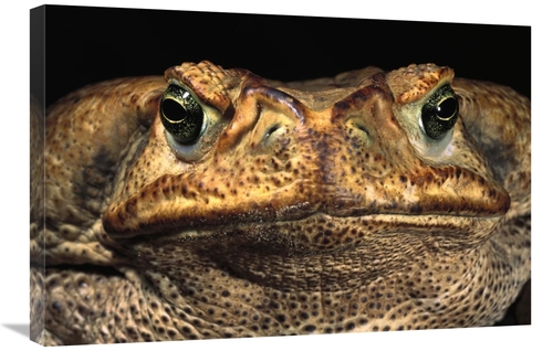 Global Gallery GCS-453126-2030-142 20 x 30 in. Cururu Toad Close-Up of