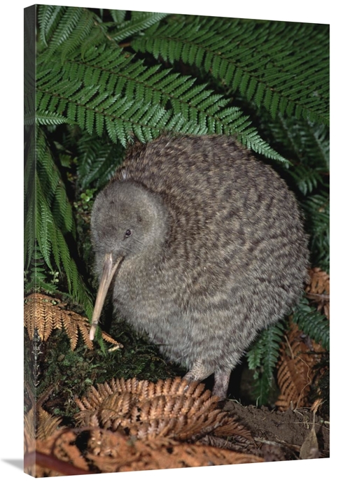 Global Gallery GCS-451214-2436-142 24 x 36 in. Great Spotted Kiwi Male