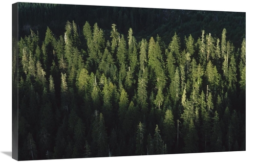 Global Gallery GCS-450925-2436-142 24 x 36 in. Forest Aerial VIew,