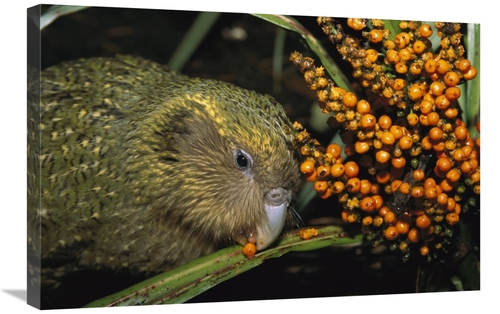 Global Gallery GCS-451747-2030-142 20 x 30 in. Kakapo Flightless Feedi