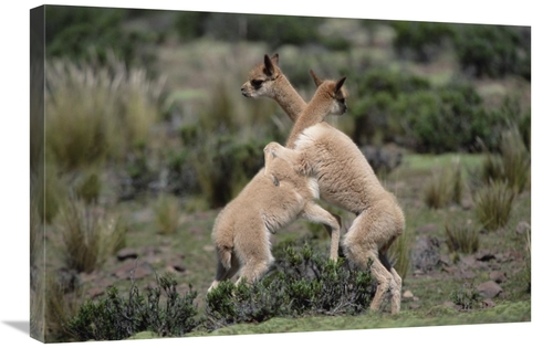 Global Gallery GCS-451503-2030-142 20 x 30 in. Vicuna Young Play-Fight