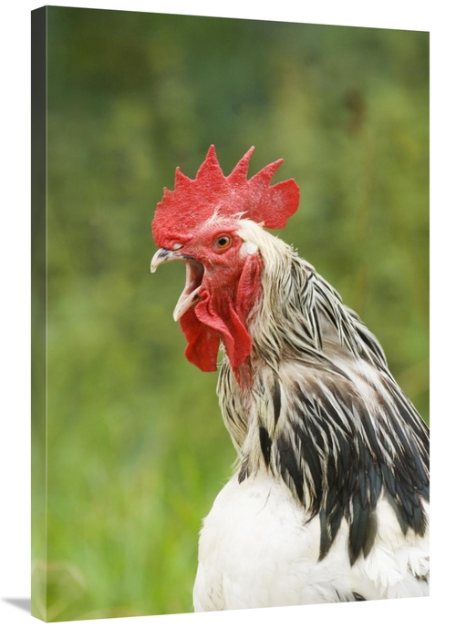 Global Gallery GCS-398196-2436-142 24 x 36 in. Domestic Chicken, L