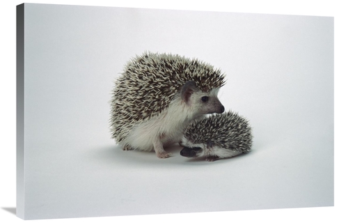 Global Gallery GCS-450850-2436-142 24 x 36 in. African Hedgehog Baby &