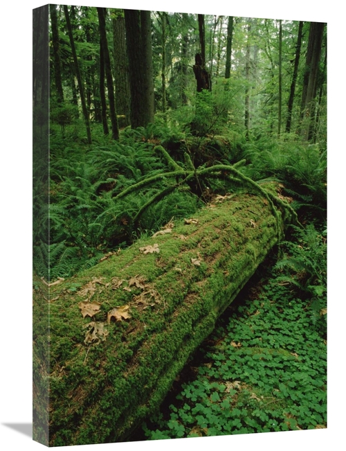 Global Gallery GCS-452831-1624-142 16 x 24 in. Fir Nurse Log in Temper