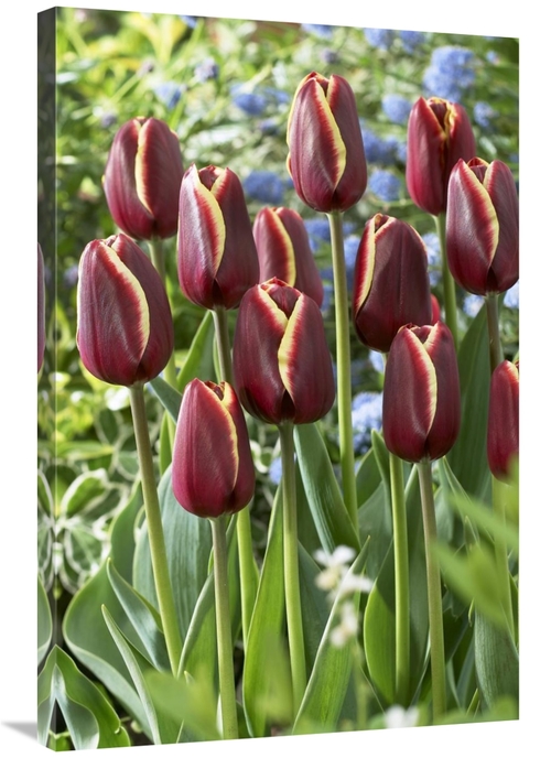 Global Gallery GCS-398346-2436-142 24 x 36 in. Tulip Key West Variety 