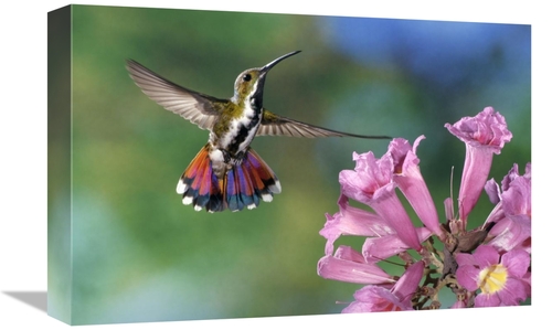 Global Gallery GCS-397222-1218-142 12 x 18 in. Green-Breasted Mango Hu