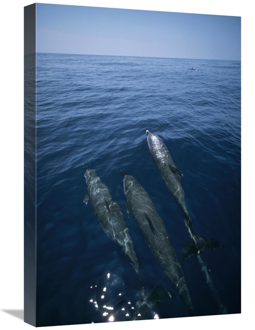 Global Gallery GCS-450624-1624-142 16 x 24 in. Bottlenose Dolphin Trio