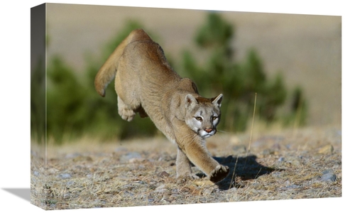 Global Gallery GCS-452287-1218-142 12 x 18 in. Mountain Lion Running&#